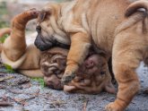 Shar PEI Chihuahua mix