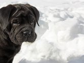 Shar Pei Cocker Spaniel mix