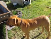 Shar Pei cross Mastiff