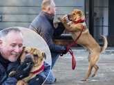 Shar-pei Crossbreed