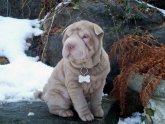 Shar Pei dangerous