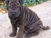 Shar Pei dog breeders