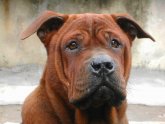 Shar Pei dog tongue