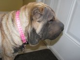 Shar PEI Dry skin