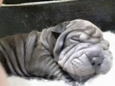 Shar Pei for stud