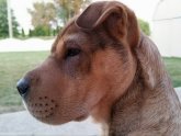 Shar-Pei Forums