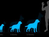 Shar Pei growth chart