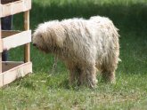 Shar Pei, Guard dog