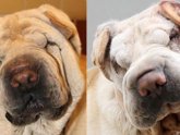 Shar PEI hair Loss