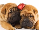 Shar Pei Health