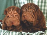 Shar Pei images