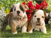 Shar Pei information