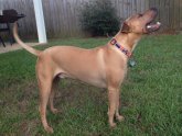 Shar Pei Labrador Retriever mix