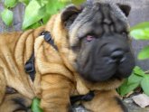 Shar Pei life expectancy