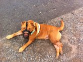 Shar Pei muzzle