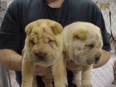 Shar Pei origin