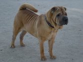 Shar Pei personality