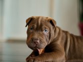 Shar Pei Pitbull mix pictures