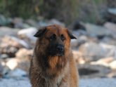 Shar Pei Poodle mix