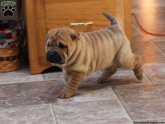 Shar Pei Pug mix puppies for sale