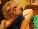 Shar Pei puppies Colorado