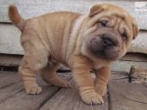 Shar Pei puppies for sale in Kansas