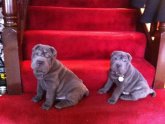 Shar PEI puppies for sale UK