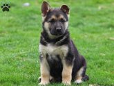 Shar Pei puppies Ohio