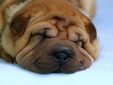 Shar Pei puppy care