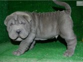 Shar Pei Rescue Ohio