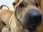 Shar Pei Rescue Virginia