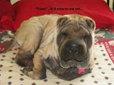 Shar Pei skin problems pictures