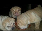 Shar Pei stud