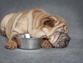 Shar Pei temperament with Kids