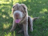 Shar PEI Toronto