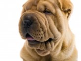 Shar Pei training tips