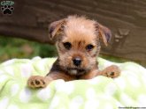 Shar Pei Yorkie mix