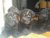 Shar PEIS for sale