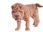 Small Shar Pei