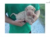 Toy Shar Pei Breeders