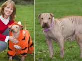 True gem Shar Pei