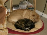 Types of Shar Pei