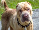 What is a Shar Pei?