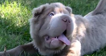 tonkey shar pei pup