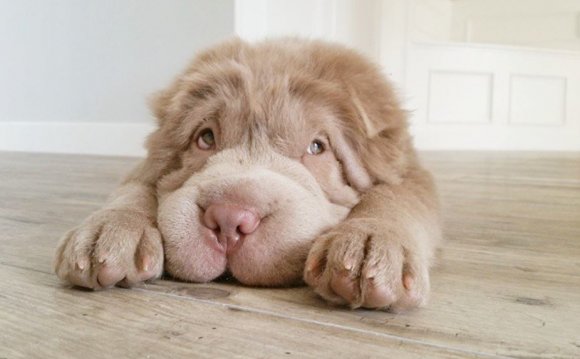 Teddy bear Shar Pei