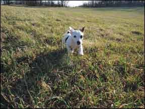 Training Active Dogs to Calm Down