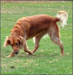 Training Active Dogs to Calm Down