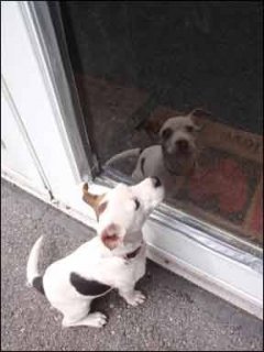 Training Active Dogs to Calm Down