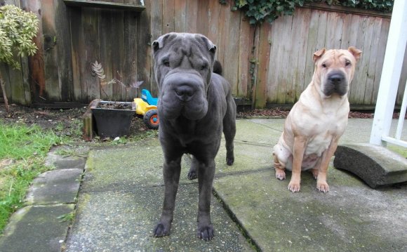 miniature shar pei for sale