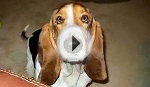 Bassett Hound, Bassett Hounds and More Bassestt Hounds